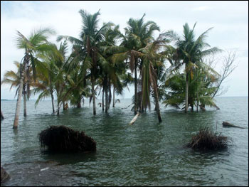 Palm trees after subsidence and local ground slumping