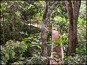 Photograph of walkway running through diverse Amazon rainforest
