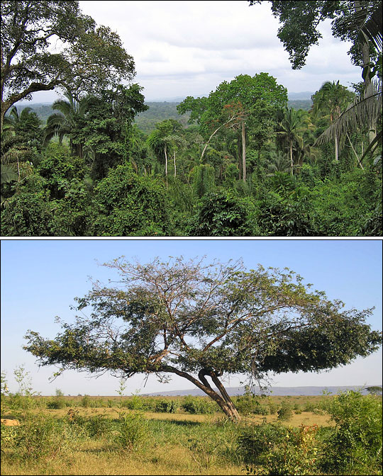 Photographs of the Brazilian Amazon rainforest and Brazilian cerrado