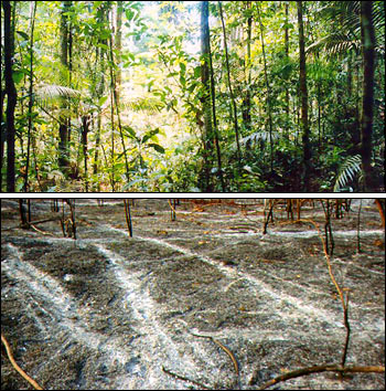 Photograph of Jungle Understory compared to Ash from Slash and Burn