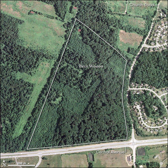 Aerial Photograph of Belt Woods, one of the last remaining stands of old growth forest on the East Coast.