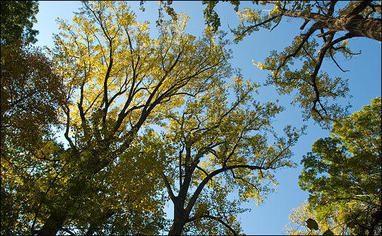 Tree canopy in the belt woods.