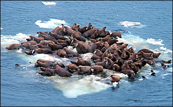 Photograph of Walruses on an Ice Floe
