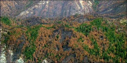 Photo of Burned Forest from a Helicopter