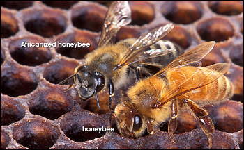 Photograph comparing africanized honeybee to a normal honeybee.