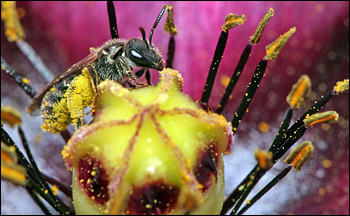 Photograph of bee harvesting nectar and collecting pollen.