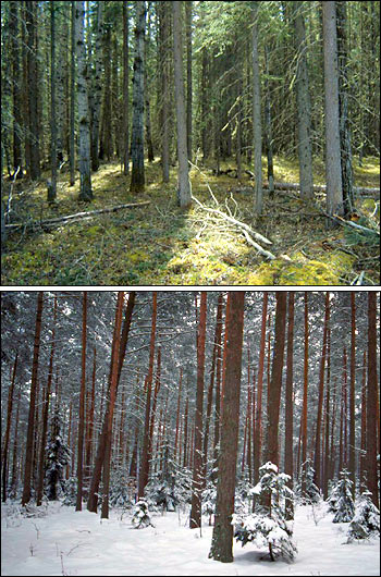 Summer and Winter Photographs of the Boreal 
Forest