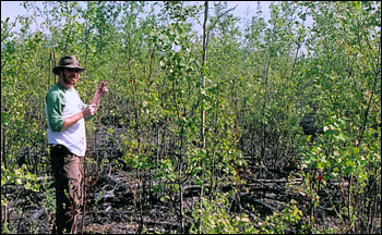 Photograph of Dan Goetz measuring saplings in a burn scar