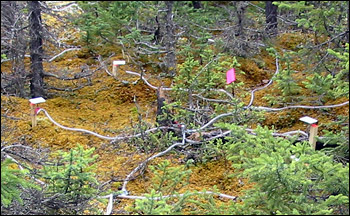 Photograph of light detectors on the boreal forest floor