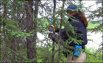 Photograph of researcher drilling a tree-ring core