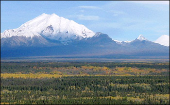 Photograph of the boreal forest, including apsens.