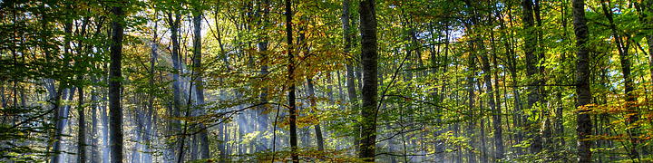 Photograph of a forest.