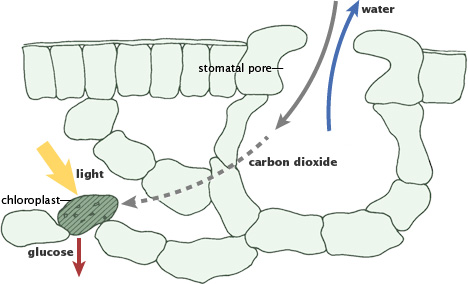 Diagram of plant respiration at the cellular level.