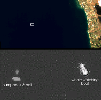 Ikonos satellite image of whales off Maui