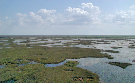 Photograph of Florida wetlands stretching to the horizon