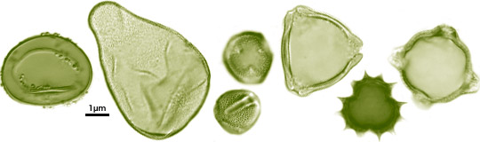 Micrographs of individual pollen grains