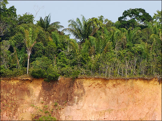 Photograph of thin layer of organic soil overlying clay in the Amazon