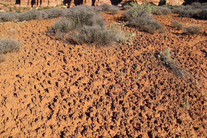 Photograph of cryptobiotic soil.