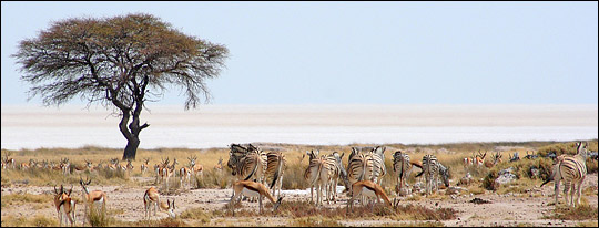 Photograph of zebras and gazelles on the edge of the Etosha Pan, Namibia