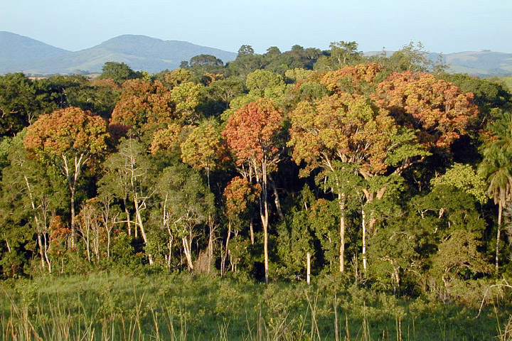 Photograph of tropical forest in Gabon, Africa. 