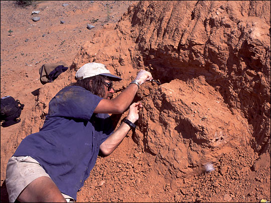 excavating dinosaur fossils