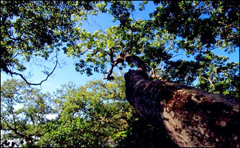 Photograph of the Costa Rican Rainforest