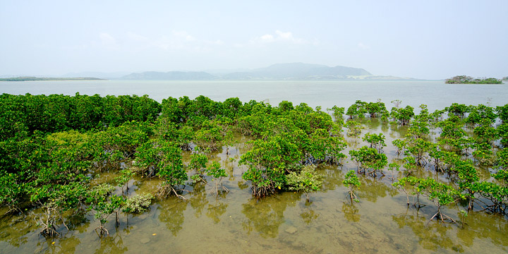 Photograph of mangroves on the coast of Kohama-jima island, Okinawa, Japan.