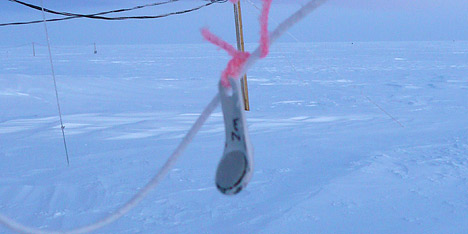 Photograph of an ibutton on Greenland.