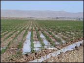 Photograph of Irrigated Fields