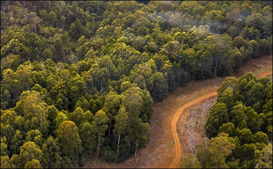 Road in rainforest