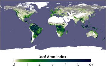Leaf
Area Index, March 1991
