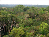 Photograph of the Rainforest Canopy