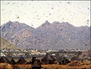 Locust Swarm in Afghanistan