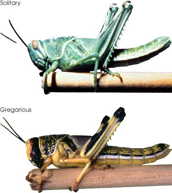 Solitary vs. Gregarious Locusts