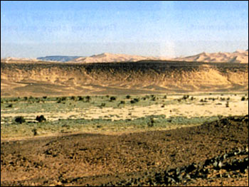 Vegetation in a Desert Wadi