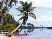 photo of a palm tree on the beach