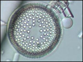 Micrograph of 
phytoplankton (Actinocyclus ingens)