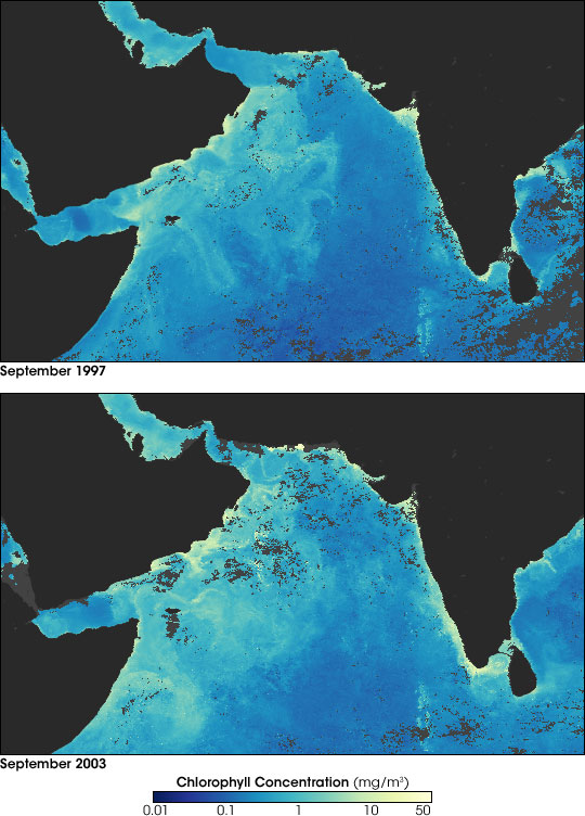 Maps of chlorophyll in the Arabian Sea from September 1997 and 2003