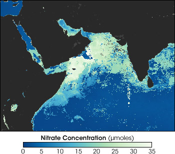 Map of nitrate concentrations in the Arabian Sea during August of 2002