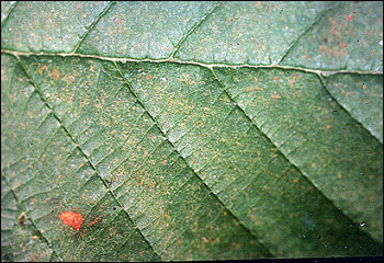 red alder leaf with ozone damage