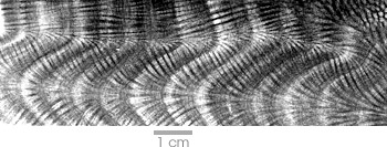 x-ray of a coral core showing annual layers