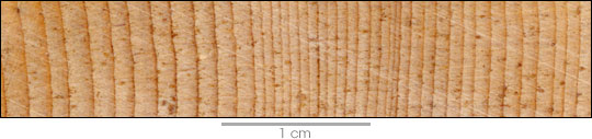 Close-up photograph of bristlecone pin tree rings