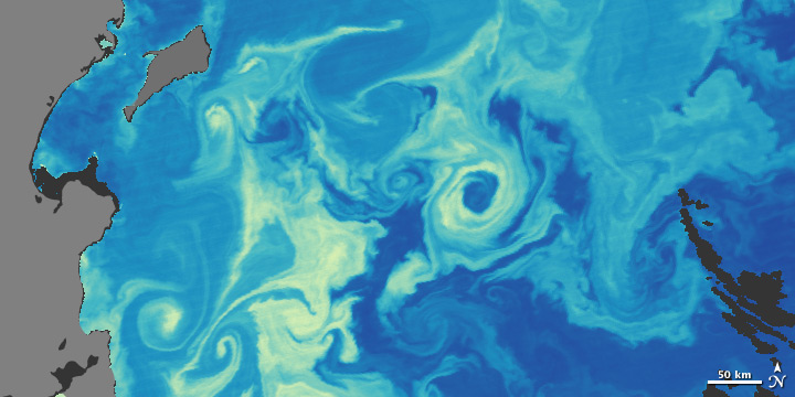 Map of chlorophyll concentration off the coast of Kamchatka, June 2, 2010.