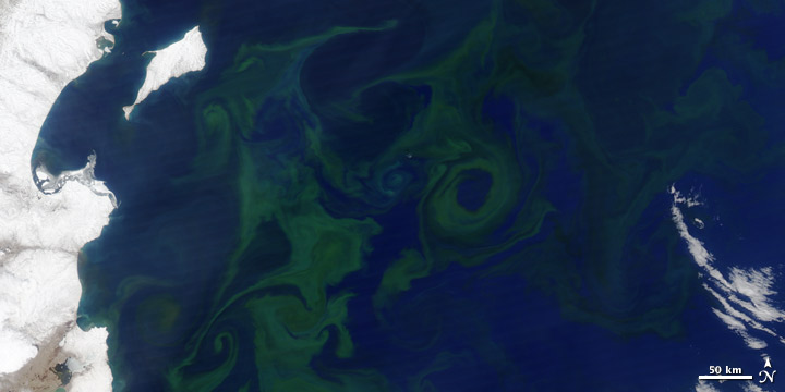Satellite image of phytoplankton bloom off the coast of Kamchatka on June 2, 2010.