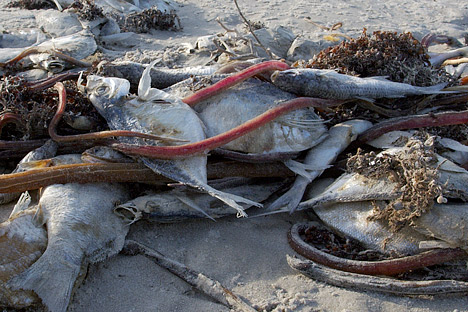 Photograph of fish killed by a red tide on the shore of Padres Island, Texas.