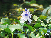 Photo of Water Hyacinth
