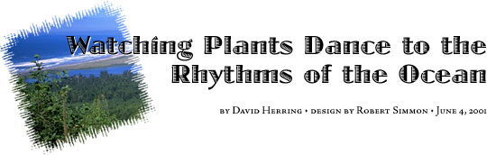 Watching 
Plants Dance to the Rhythms of the Ocean