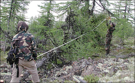 Photograph of Pasha Oskorbin and Paul Montesano measurng the height of a fallen larch tree, July 29, 2007.