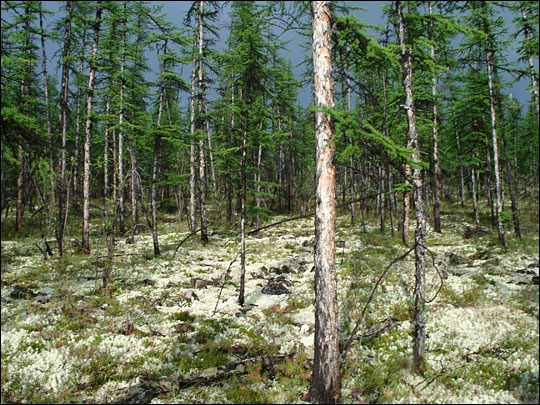 Forest with lichen