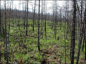 Burned forest